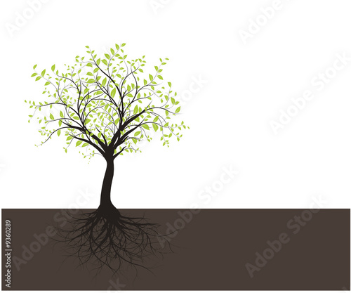 vecteur série, jeune arbre avec racines - vector tree with roots