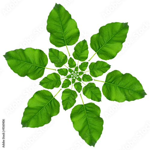 Green leaf pattern on white...
