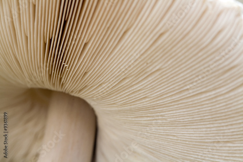 large mushroom cap, (Macrolepiota rhacodes),