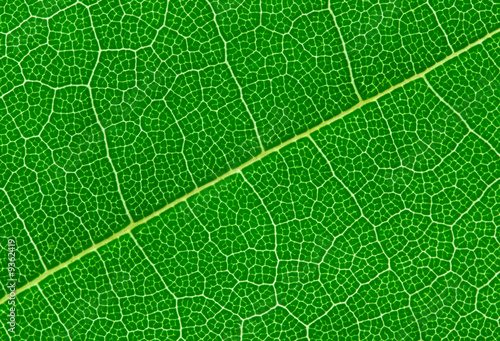 Close-up photo of a green leaf