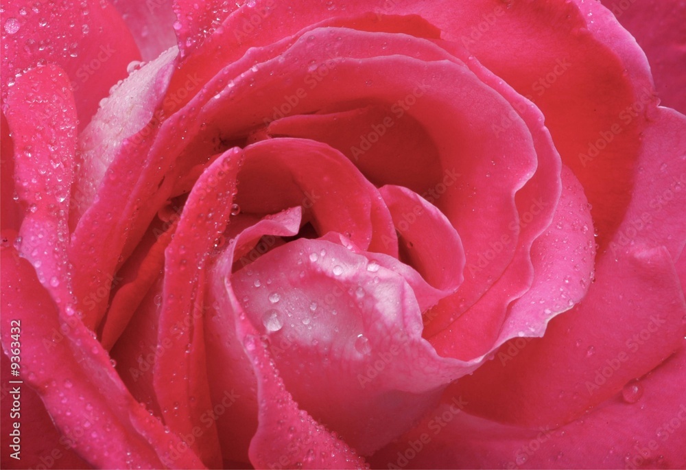 Red Rose Red Rose