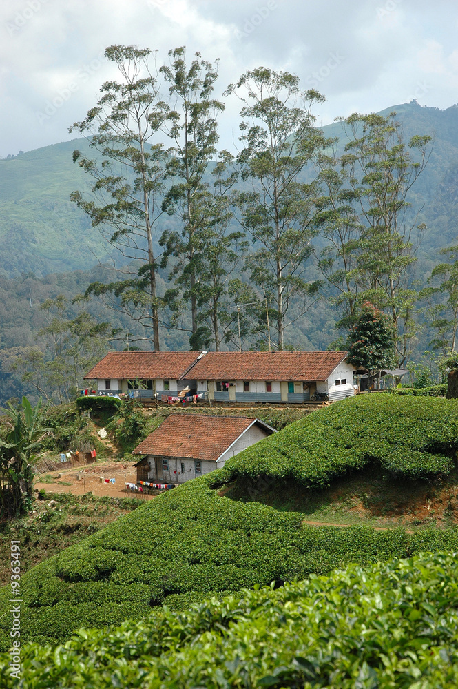 tea plantation