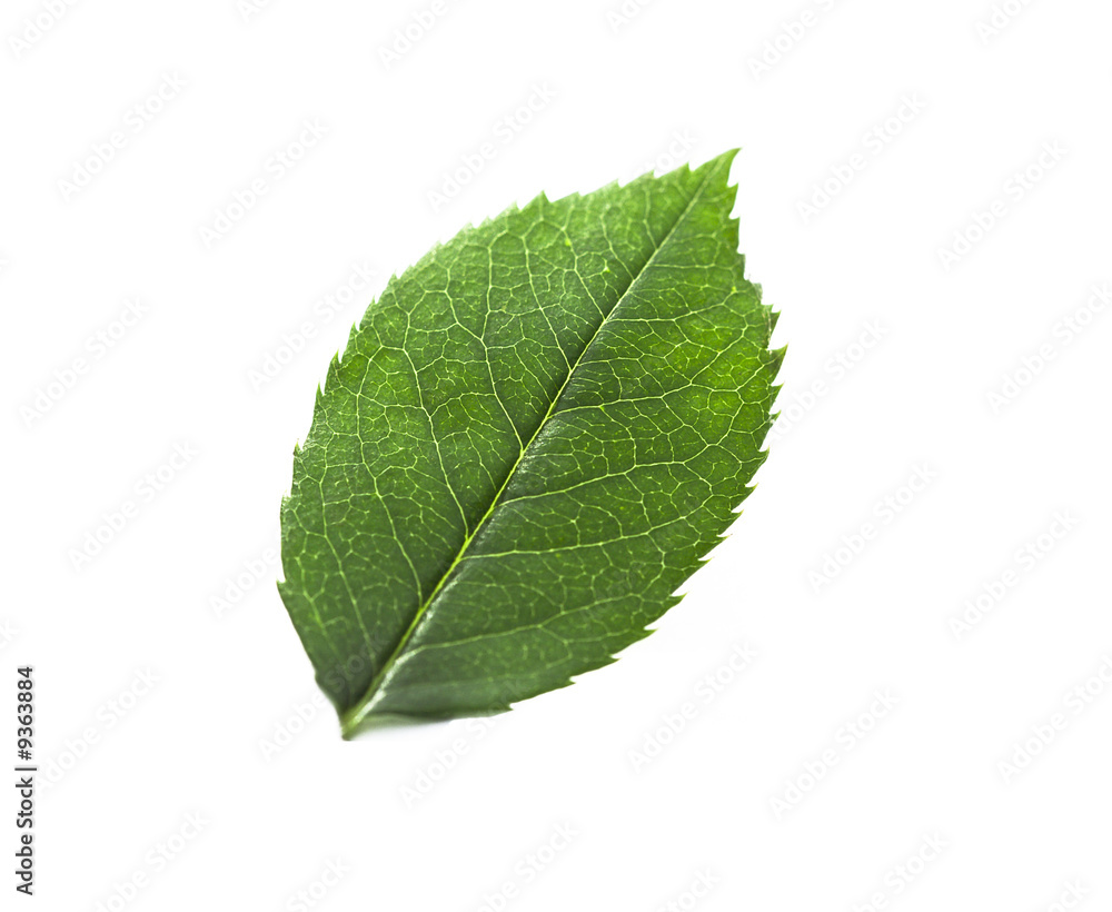 feuille verte détourée nature écologie et environnement Photos | Adobe Stock