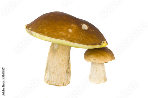 It is a lot of ceps on a white background