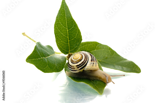 Snail looking down from green leaf