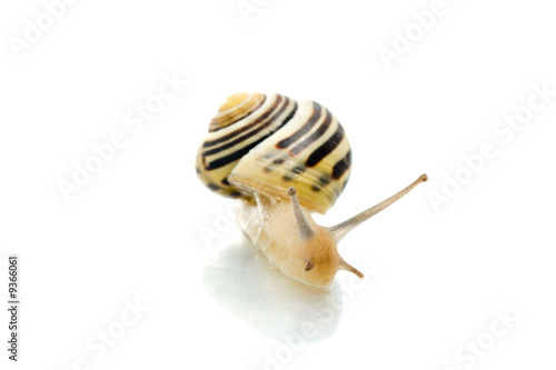Snail looking at the screen