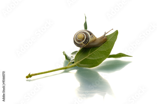 Snail crawling up green leaf