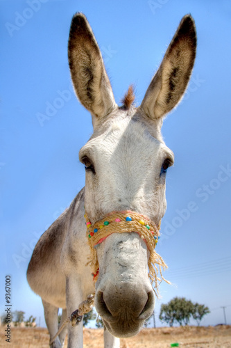 donkey