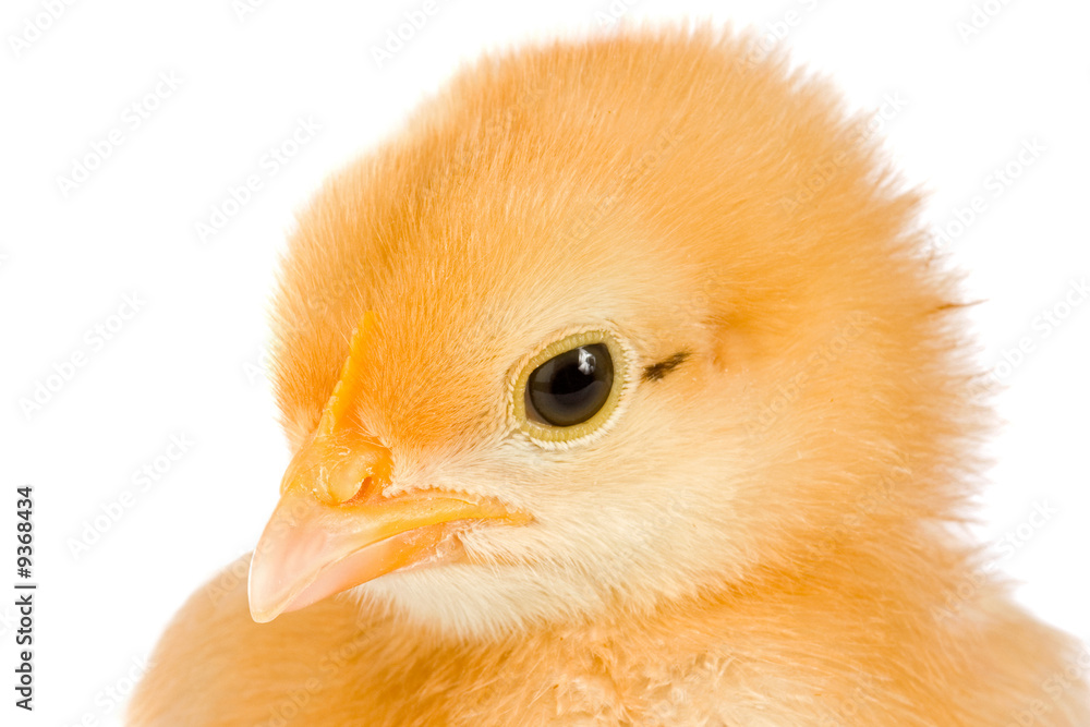 Obraz premium Yellow little chicken a over white background
