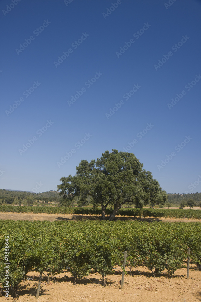 a overview over a vineyard in southern france a overview over a vineyard in southern france