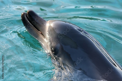 Beautiful dolphin with the sun shining off it' smooth skin