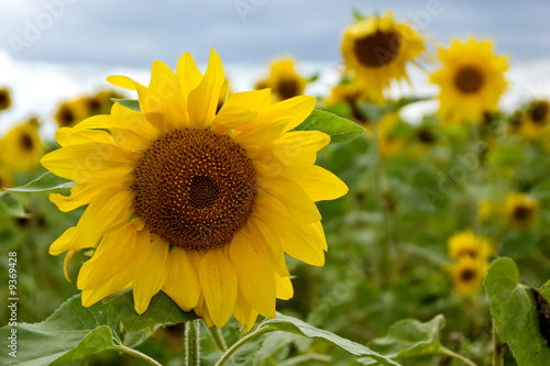 Fototapeta Naklejka Na Ścianę i Meble -  Field of sunflowers