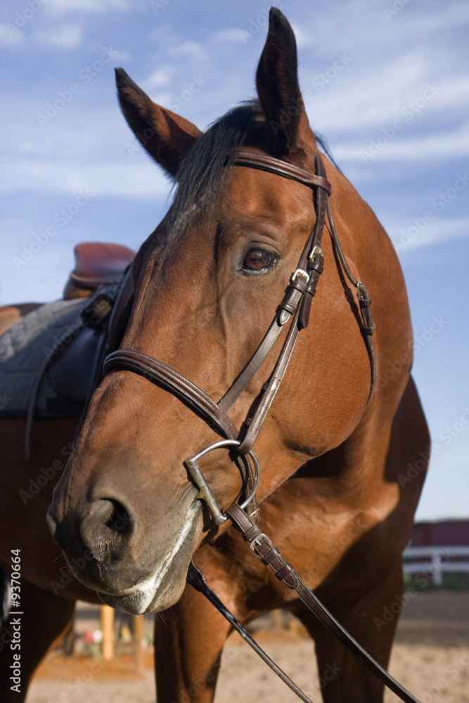Obraz premium portrait of a bay horse with English style saddle