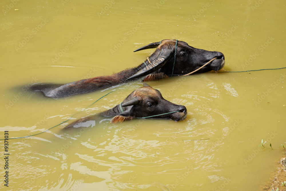Fototapeta premium Two Asian water buffalo (Bubalus bubalis) wading in water