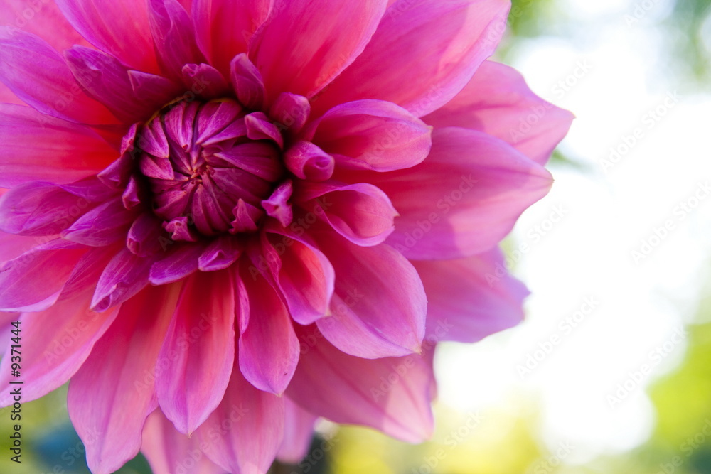 Obraz premium flower in garden