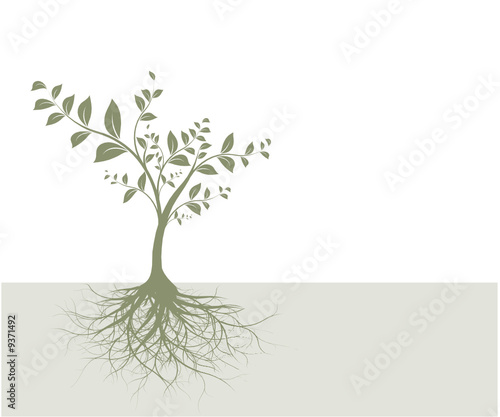 vecteur série - arbre et racines vectorielles sur fond beige photo