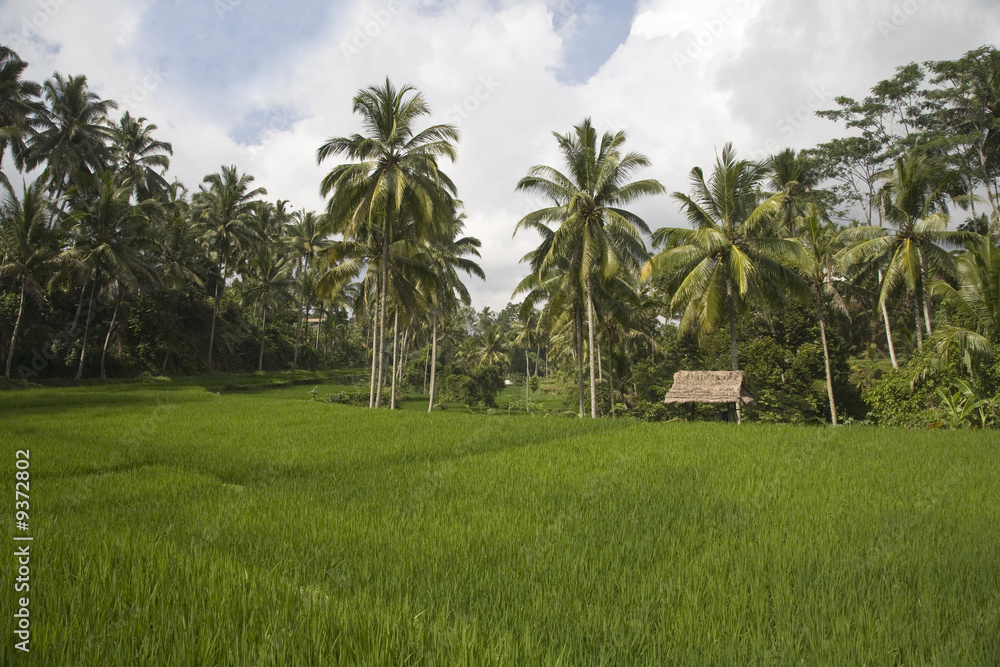 Bali ricefield