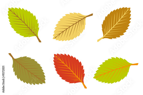 a set colorful autumn leaves