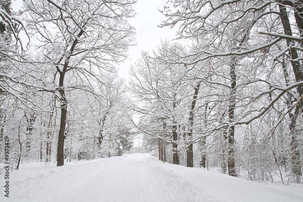 A path between trees covered with snow A path between trees covered with snow