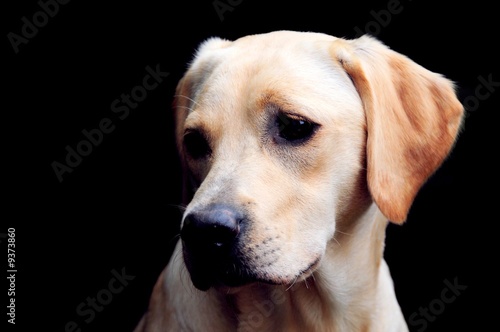 labrador puppy portrait © claireliz