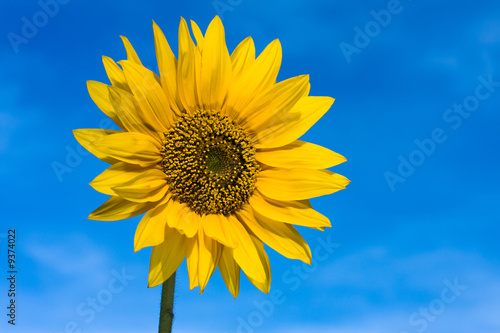 sonnenblume vor blauen himmel