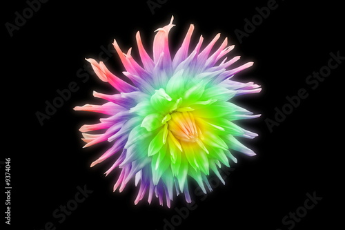 Fleur lion arc en ciel