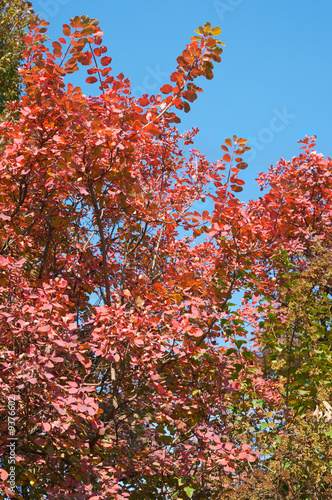 Red tree foliage in autumn city park.