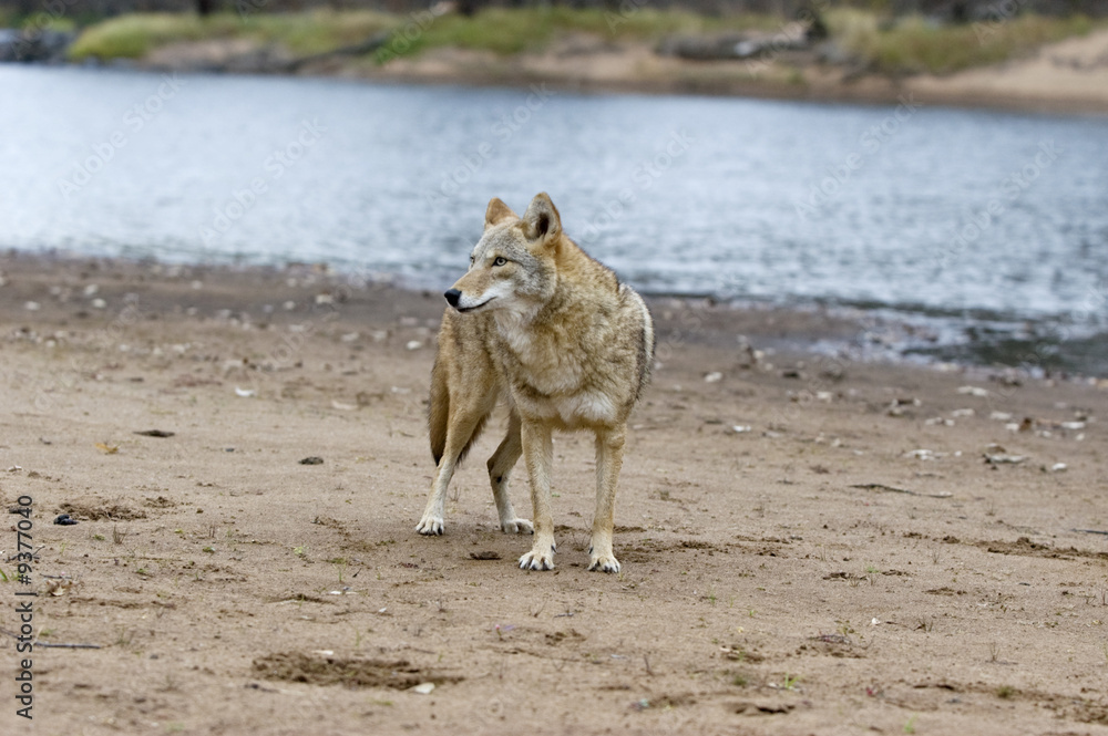 Coyote on river bank in Northern Minnesota Coyote on river bank in Northern Minnesota