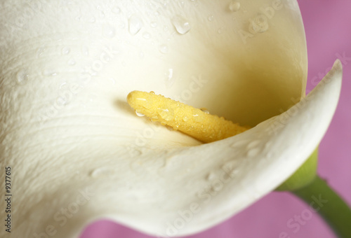 Macro shot of beautiful calla lilly on pink background