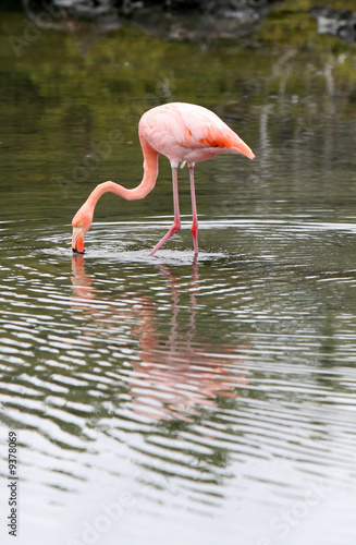 Wading Flamingo