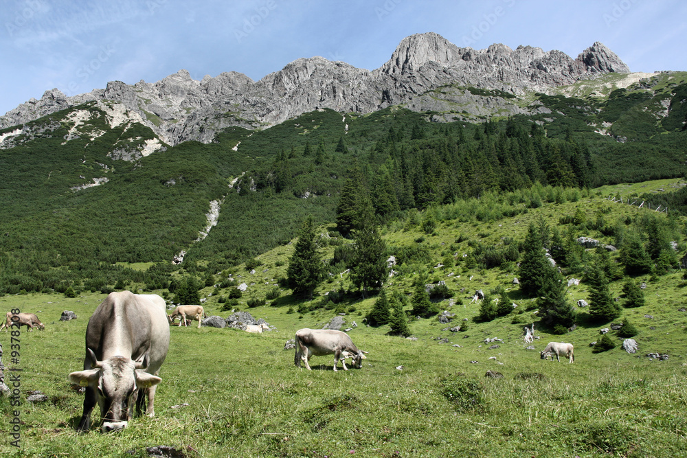 Cows in alpine landscape of Tirol, Austria, Europe