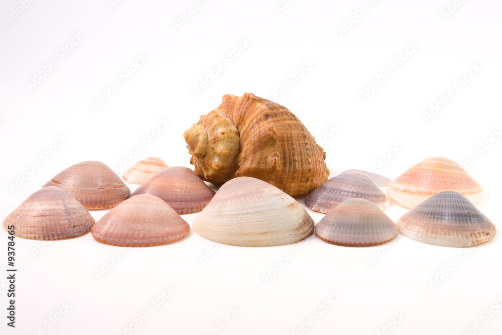 Shellfishes isolated on white background