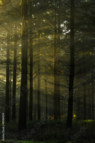 Foret de vioreau 1