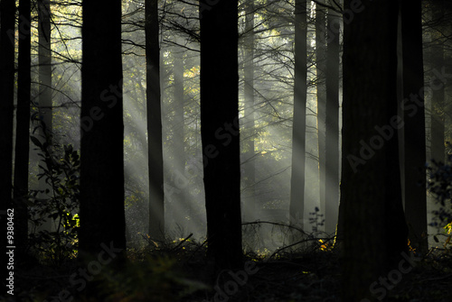 Foret de vioreau 3