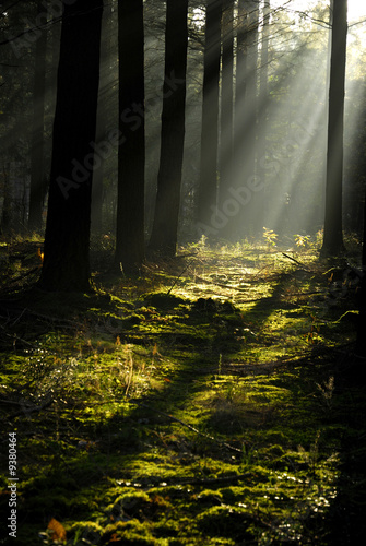Foret de vioreau 4