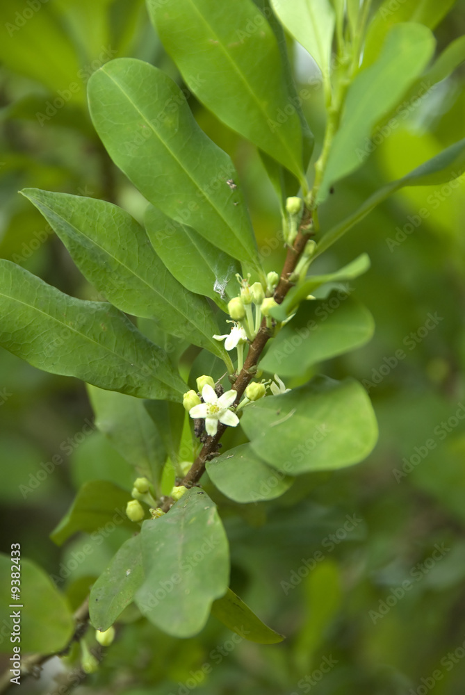 foglie di coca - erythroxylum coca foglie di coca - erythroxylum coca