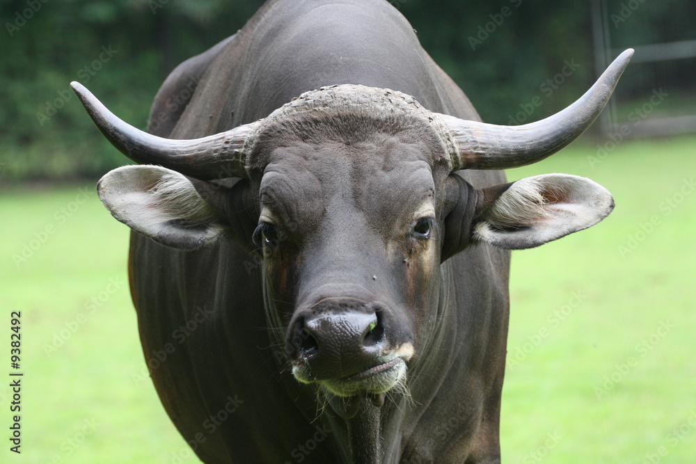 Banteng Banteng