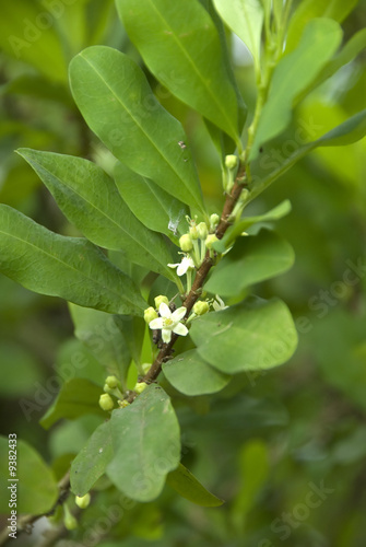 foglie di coca - erythroxylum coca