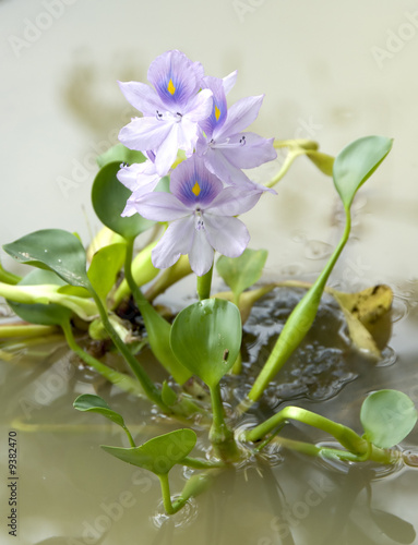 water hyacinth - eichhornia crassipes