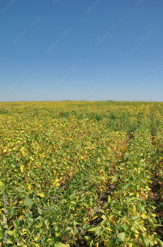 Green cultivated soy field in late summer