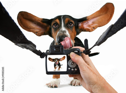 a baby basset hound getting his photo taken