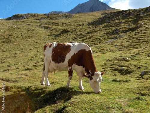 Livigno - mucca