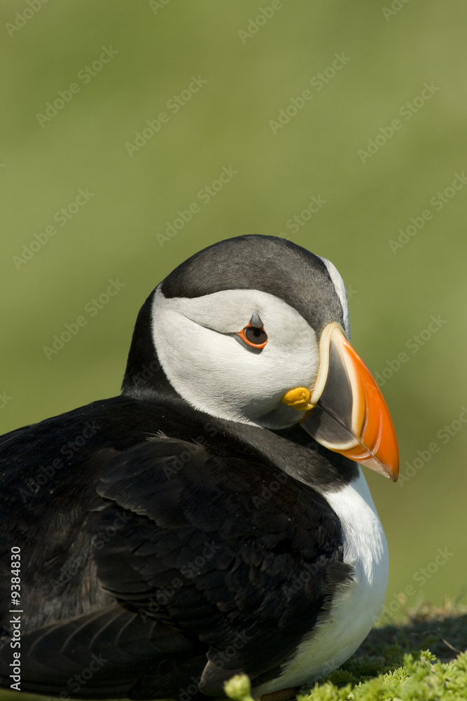 Naklejka premium Puffin sitting
