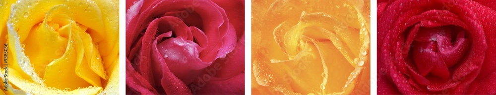 Multiple Roses Multiple Roses
