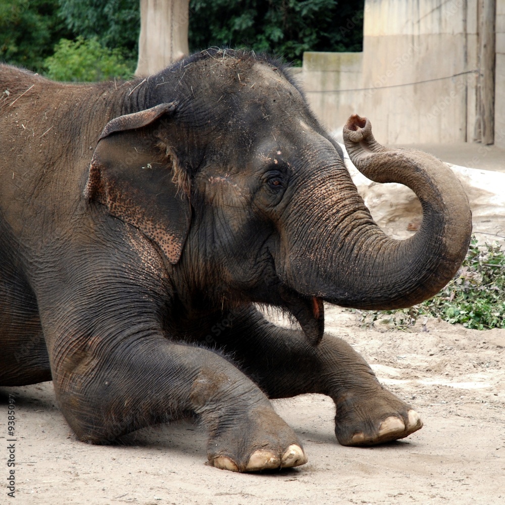 Fototapeta premium Elephant Animal