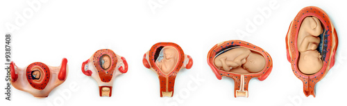 Принти на полотні Baby growth