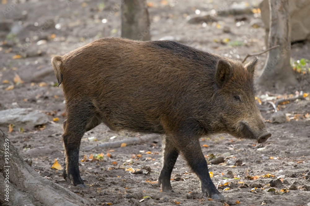 Wild boar in the forest