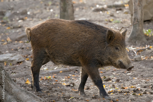 Wild boar in the forest