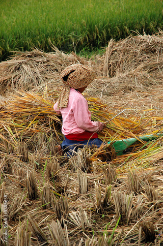 indonesian farmer