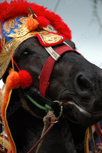 renggong horse